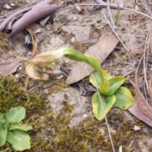 Pterostylis nutans at Point 5818 - 5 Oct 2015