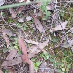 Pterostylis nutans at Point 5818 - 5 Oct 2015