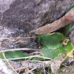 Pterostylis nutans at Point 5818 - 5 Oct 2015