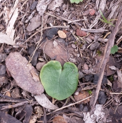 Corysanthes incurva (Slaty Helmet Orchid) at Acton, ACT - 4 Oct 2015 by MattM