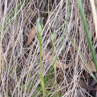 Pterostylis pedunculata (Maroonhood) at Acton, ACT - 4 Oct 2015 by MattM