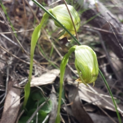 Pterostylis nutans (Nodding Greenhood) at Point 5817 - 5 Oct 2015 by MattM