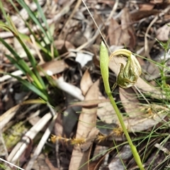 Pterostylis nutans at Point 5817 - 5 Oct 2015