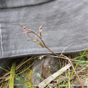 Cyrtostylis reniformis at suppressed - suppressed