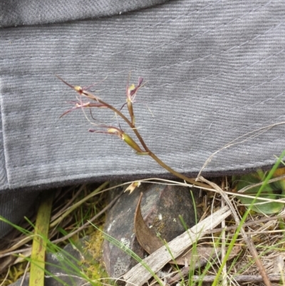 Cyrtostylis reniformis (Common Gnat Orchid) at Black Mountain - 4 Oct 2015 by MattM