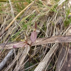 Cyrtostylis reniformis at suppressed - suppressed