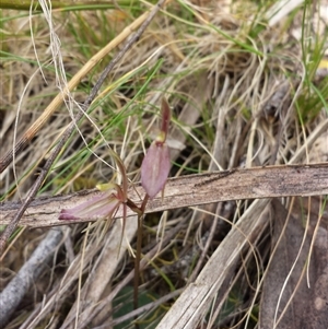 Cyrtostylis reniformis at suppressed - 5 Oct 2015