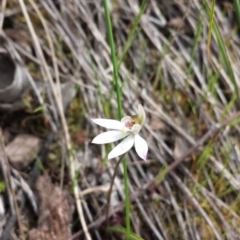 Caladenia fuscata (Dusky Fingers) at Point 5817 - 5 Oct 2015 by MattM