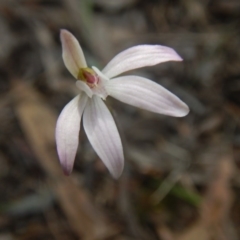 Caladenia fuscata (Dusky Fingers) at Gossan Hill - 5 Oct 2015 by MichaelMulvaney