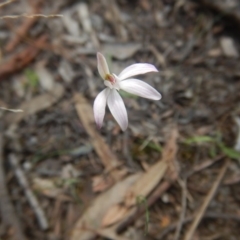 Caladenia fuscata at Point 5828 - 5 Oct 2015