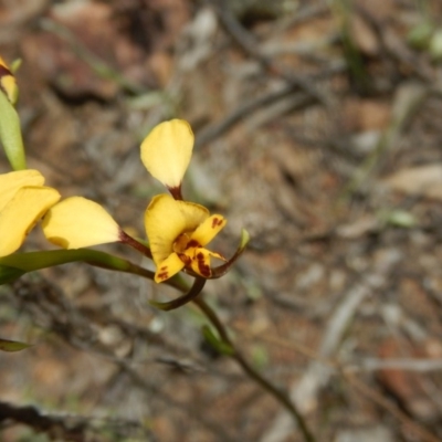 Diuris nigromontana (Black Mountain Leopard Orchid) at Gossan Hill - 5 Oct 2015 by MichaelMulvaney