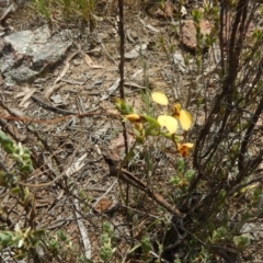 Diuris nigromontana at Bruce, ACT - 5 Oct 2015