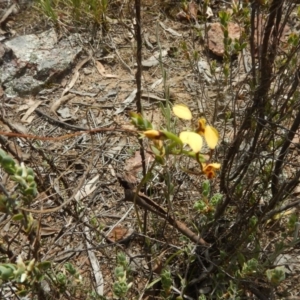 Diuris nigromontana at Bruce, ACT - 5 Oct 2015