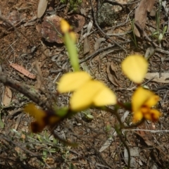 Diuris nigromontana at Bruce, ACT - 5 Oct 2015