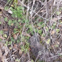 Acianthus sp. (Mayflower Orchid) at Black Mountain - 5 Oct 2015 by MattM