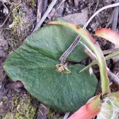 Acianthus sp. at Undefined Area - suppressed