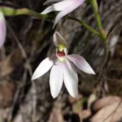 Caladenia carnea (Pink Fingers) at Black Mountain - 5 Oct 2015 by MattM