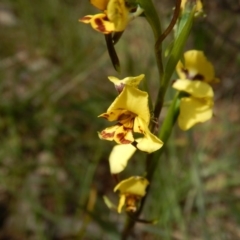 Diuris nigromontana (Black Mountain Leopard Orchid) at Gossan Hill - 5 Oct 2015 by MichaelMulvaney