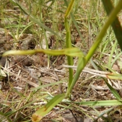 Diuris nigromontana at Point 5828 - suppressed