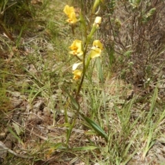 Diuris nigromontana at Point 5828 - suppressed