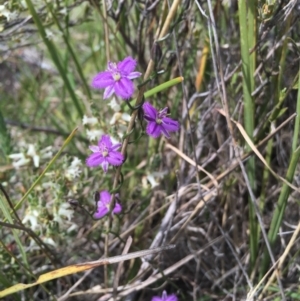 Thysanotus patersonii at Kambah, ACT - 5 Oct 2015