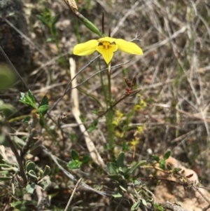 Diuris chryseopsis at Kambah, ACT - suppressed