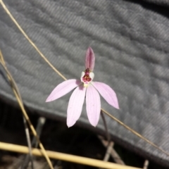 Caladenia sp. (A Caladenia) at Acton, ACT - 4 Oct 2015 by MattM