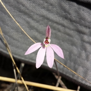 Caladenia sp. at Point 6 - suppressed