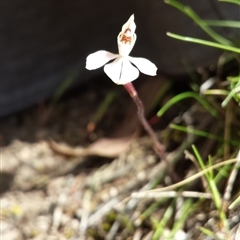 Caladenia sp. at Point 6 - suppressed