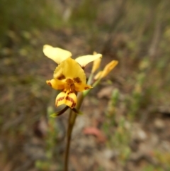 Diuris nigromontana (Black Mountain Leopard Orchid) at Gossan Hill - 5 Oct 2015 by MichaelMulvaney