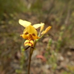 Diuris nigromontana (Black Mountain Leopard Orchid) at Point 5828 - 5 Oct 2015 by MichaelMulvaney