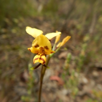 Diuris nigromontana (Black Mountain Leopard Orchid) at Gossan Hill - 5 Oct 2015 by MichaelMulvaney