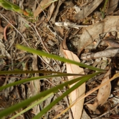 Diuris nigromontana at Undefined Area - suppressed