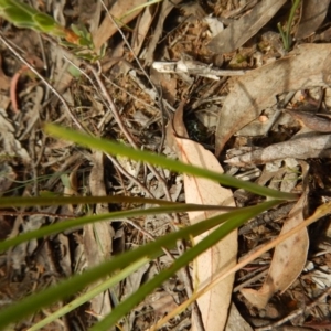 Diuris nigromontana at Undefined Area - suppressed