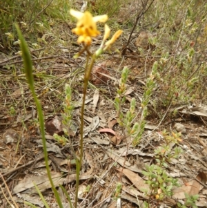 Diuris nigromontana at Undefined Area - suppressed