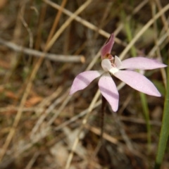 Caladenia fuscata (Dusky Fingers) at Gossan Hill - 5 Oct 2015 by MichaelMulvaney