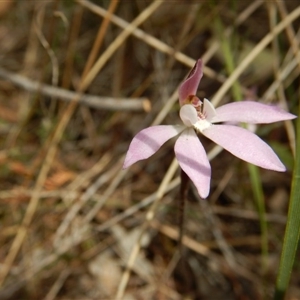 Caladenia fuscata at Point 5828 - 5 Oct 2015