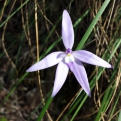 Glossodia major (Wax Lip Orchid) at Acton, ACT - 5 Oct 2015 by MattM