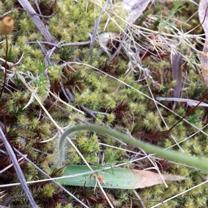 Glossodia major at Undefined Area - suppressed