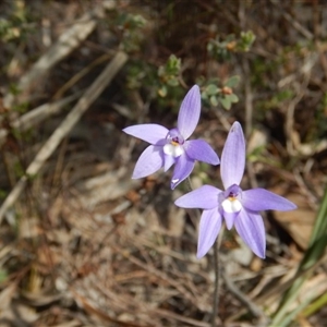 Glossodia major at Point 5828 - 5 Oct 2015