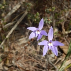Glossodia major (Wax Lip Orchid) at Point 5828 - 5 Oct 2015 by MichaelMulvaney