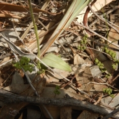 Glossodia major at Point 5828 - 5 Oct 2015