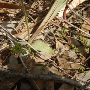 Glossodia major at Point 5828 - 5 Oct 2015