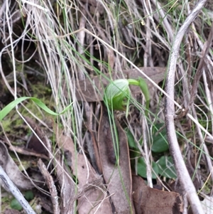 Pterostylis nutans at Point 6 - suppressed