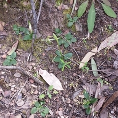 Pterostylis nutans at Point 6 - suppressed