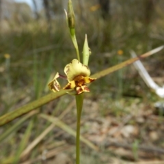 Diuris nigromontana (Black Mountain Leopard Orchid) at Gossan Hill - 5 Oct 2015 by MichaelMulvaney