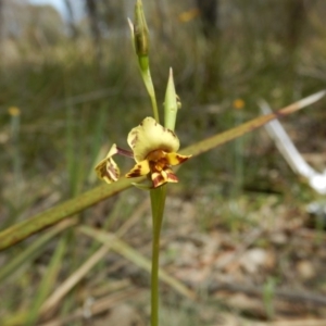 Diuris nigromontana at Point 5828 - 5 Oct 2015