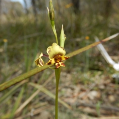 Diuris nigromontana (Black Mountain Leopard Orchid) at Gossan Hill - 5 Oct 2015 by MichaelMulvaney