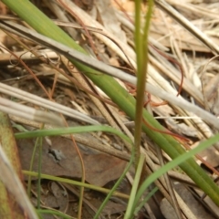 Diuris nigromontana at Point 5828 - 5 Oct 2015