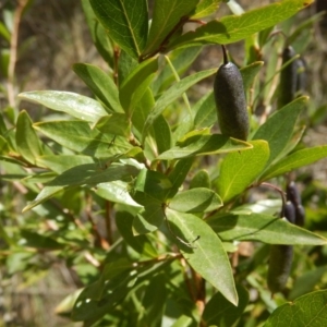 Billardiera heterophylla at O'Connor, ACT - 5 Oct 2015